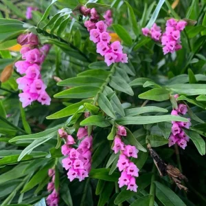 Cultivo de orquídeas Isochilus