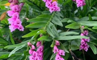 Cultivo de orquídeas Isochilus