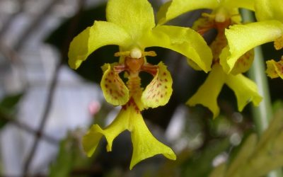 Cultivo de Lockhartia